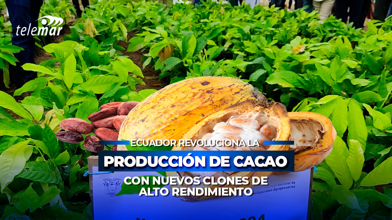 Ecuador revoluciona la producción de cacao con nuevos clones de alto rendimiento