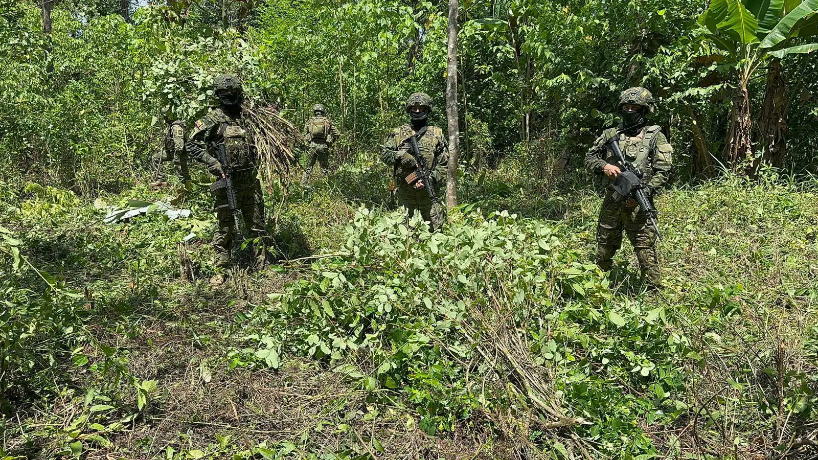 FF. AA. erradica cultivos de coca en Putumayo