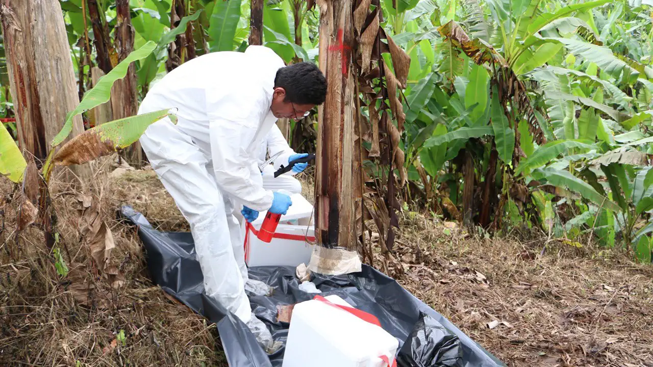 Agrocalidad confirma emergencia fitosanitaria presencia del Foc R4T