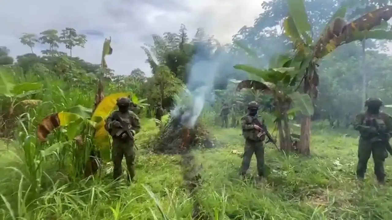 FF.AA. localizan y destruyen cultivo de coca en Sucumbíos