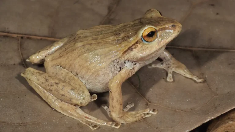 Descubren nuevas especies de ranas en los Andes