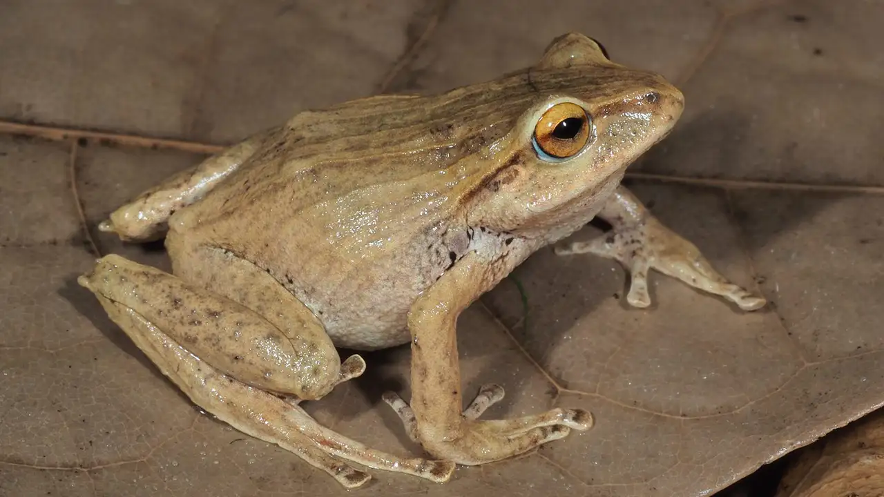 Descubren nuevas especies de ranas en los Andes