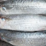 Estudio científico detecta parásito zoonótico en la lisa en Esmeraldas