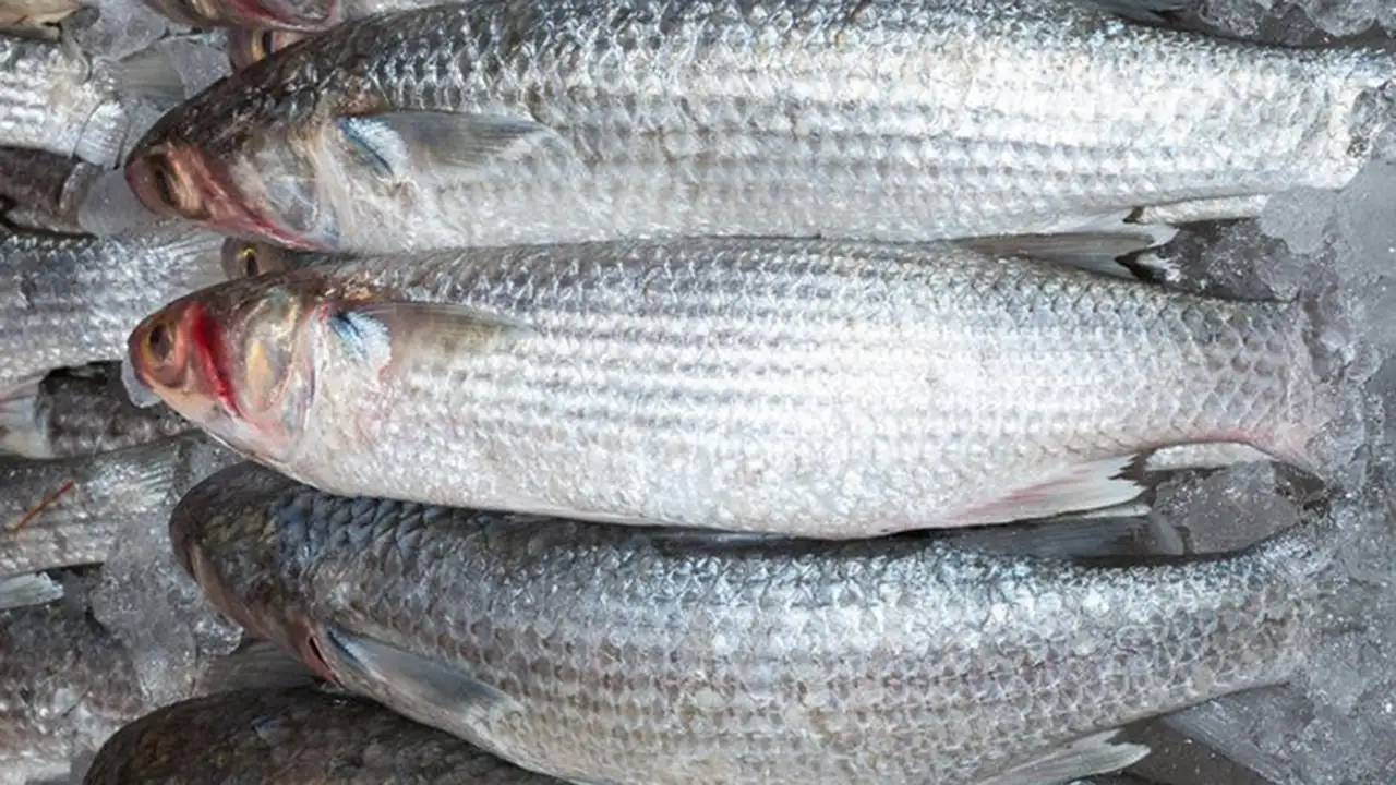 Estudio científico detecta parásito zoonótico en la lisa en Esmeraldas