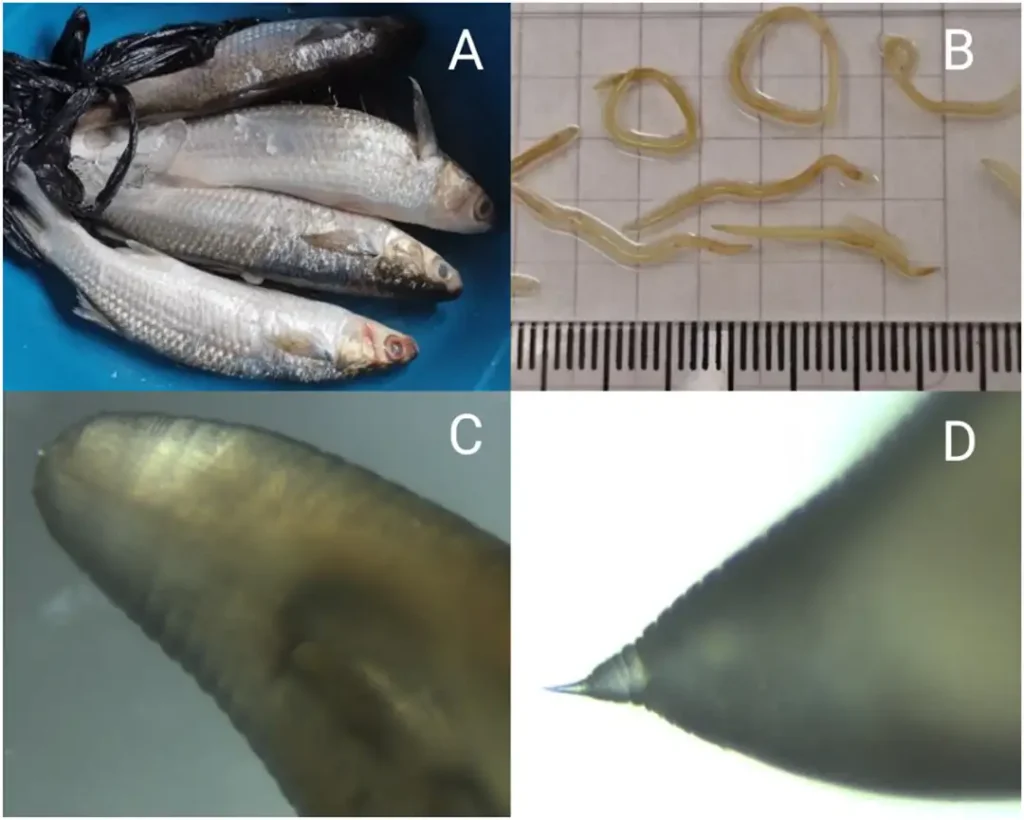 Parásito Contracaecum overstreeti en el pez Mugil cephalus