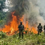 Ejército Ecuatoriano destruye 10.000 plantas de coca en la frontera con Colombia