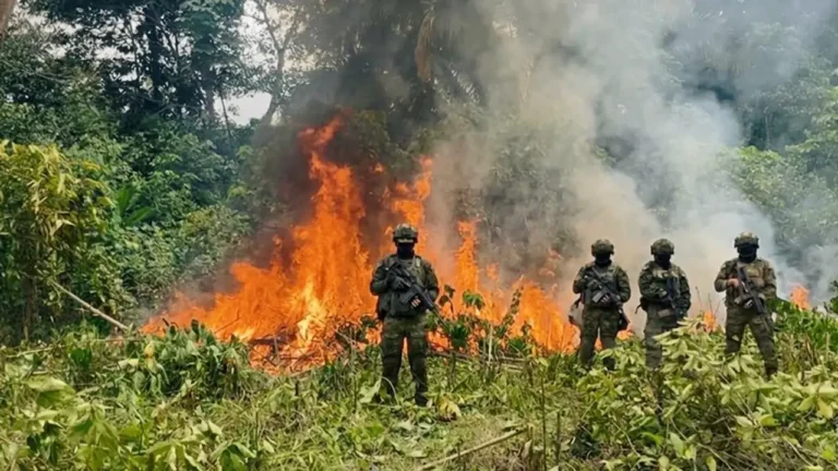 Ejército Ecuatoriano destruye 10.000 plantas de coca en la frontera con Colombia