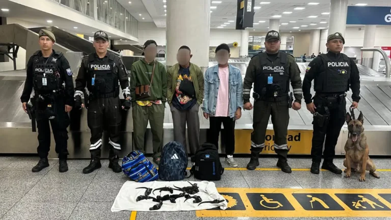 Policía detecta tráfico de iguanas marinas de Galápagos en el aeropuerto de Guayaquil